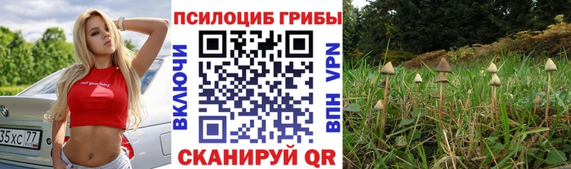 Купить где  Камышлов  Галлюциногенные грибы прущие грибы 